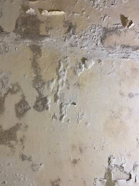 Best Best Mold Removal Companies  in Cumming, GA